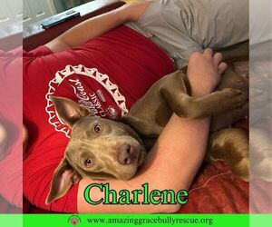 Charlene (Char) - Female Labrador Retriever-Unknown Mix Dog for Adoption - Photo #21