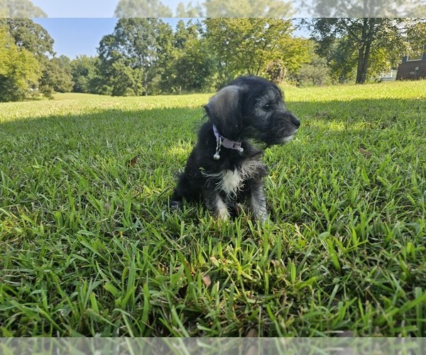 Medium Photo #3 Schnauzer (Miniature) Puppy For Sale in MCDONOUGH, GA, USA