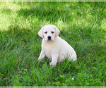 Small #10 Labrador Retriever