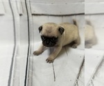 Small Photo #14 Pug Puppy For Sale in BRIDGEPORT, CT, USA
