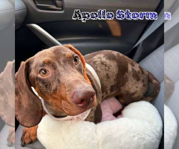 Medium Photo #5 Dachshund Puppy For Sale in San Antonio, TX, USA