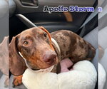 Small #4 Dachshund