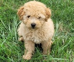 Small #2 Poodle (Toy)