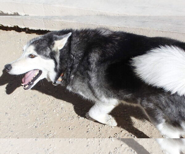 Medium Photo #8 Siberian Husky Puppy For Sale in Cedar Crest, NM, USA