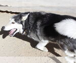 Small #7 Siberian Husky