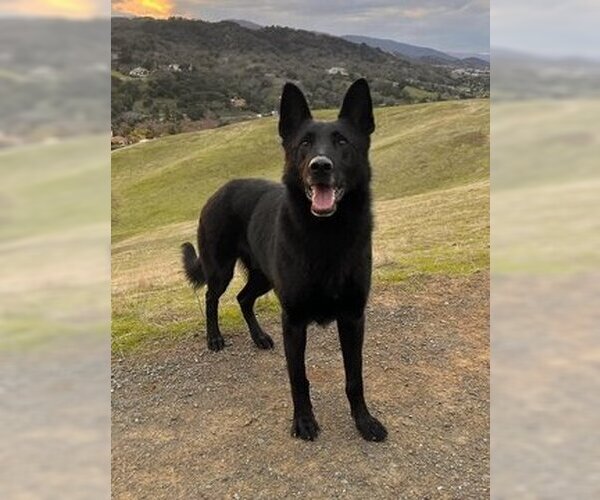 Medium Photo #5 German Shepherd Dog Puppy For Sale in Fremont, CA, USA