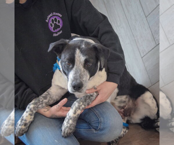 Medium Photo #4 Border Collie-Unknown Mix Puppy For Sale in Huntley, IL, USA