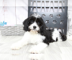 Cavachon Puppy for sale in MARIETTA, GA, USA