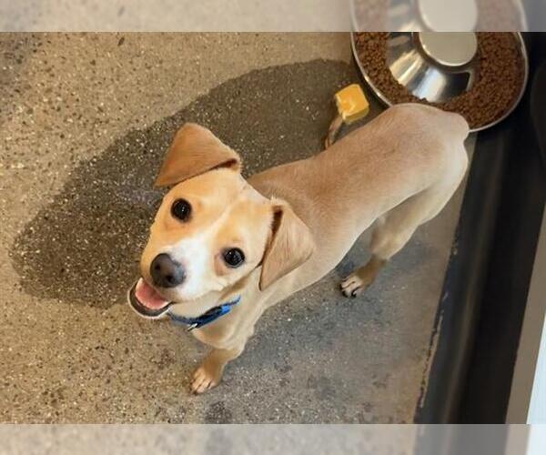 Medium Photo #1 Chihuahua-Unknown Mix Puppy For Sale in Redwood City, CA, USA