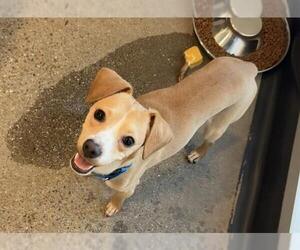 Chihuahua-Unknown Mix Dogs for adoption in Redwood City, CA, USA