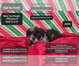 Poodle (Toy) Puppy for sale in TUCSON, AZ, USA