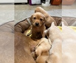 Puppy Puppy 2 Labrador Retriever