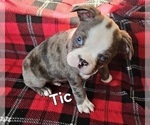Small Photo #14 Boston Terrier Puppy For Sale in GENOA, NE, USA