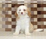 Small #2 Bernedoodle (Miniature)