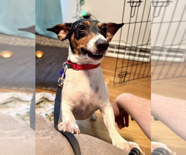 Medium Photo #7 Jack Russell Terrier Puppy For Sale in Oak Bluffs, MA, USA