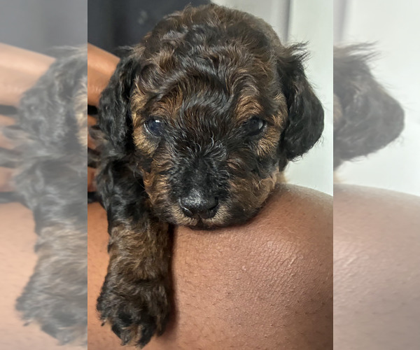 Medium Photo #2 Poodle (Toy) Puppy For Sale in CORAL SPRINGS, FL, USA