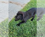 Small Photo #7 Labrador Retriever Puppy For Sale in APPLE VALLEY, CA, USA