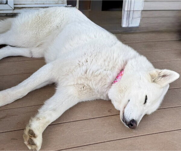 Medium Photo #4 Siberian Husky Puppy For Sale in Omaha, NE, USA