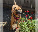 Small #24 Boxer Mix