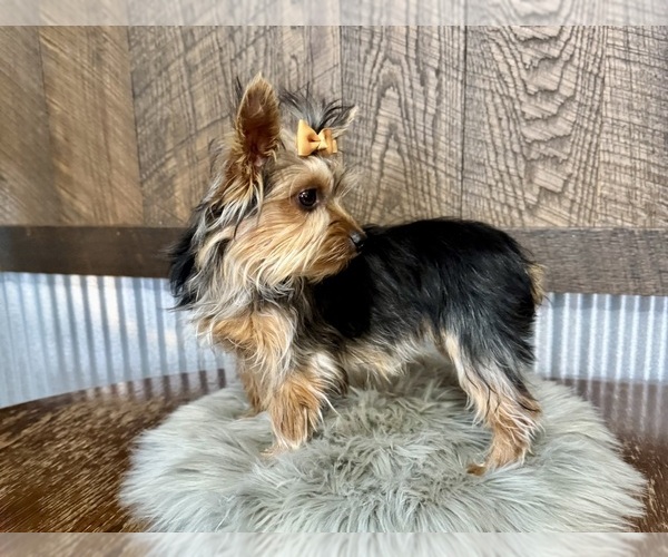 Medium Photo #7 Yorkshire Terrier Puppy For Sale in NAPPANEE, IN, USA