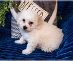 Small Photo #12 Bichon Frise Puppy For Sale in WAKARUSA, IN, USA