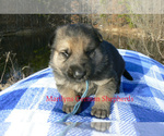 Small #4 German Shepherd Dog