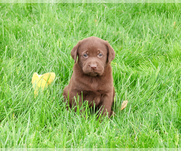 Medium Photo #3 Labrador Retriever Puppy For Sale in SYRACUSE, IN, USA