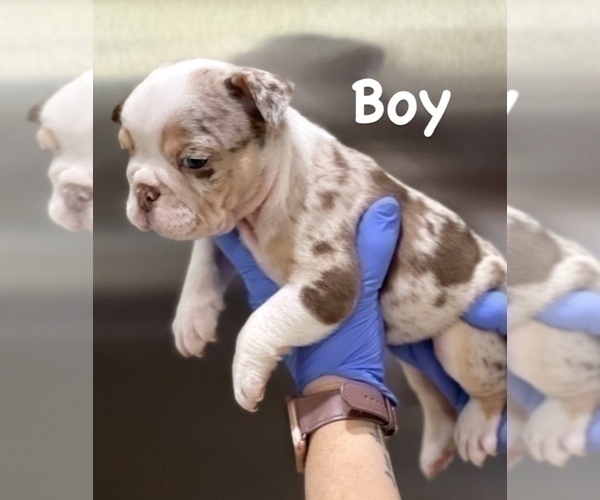 Medium Photo #5 English Bulldog Puppy For Sale in DAYTON, OH, USA