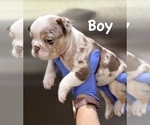 Small Photo #5 English Bulldog Puppy For Sale in DAYTON, OH, USA