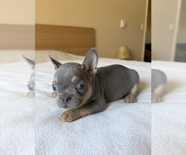 Medium Photo #5 French Bulldog Puppy For Sale in RENTON, WA, USA