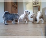 Small #6 Schnauzer (Miniature)