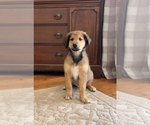 Puppy Cooper Gollie