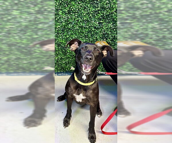 Medium Photo #3 Labrador Retriever-Unknown Mix Puppy For Sale in Corpus Christi, TX, USA