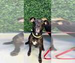 Small #2 Labrador Retriever Mix