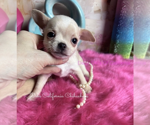 Medium Photo #1 Chihuahua Puppy For Sale in TRACY, CA, USA