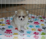 Small #5 Pomeranian