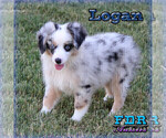 Small #3 Miniature Australian Shepherd