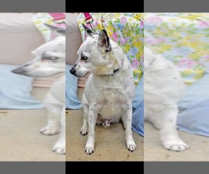 Chip-Sponsored - Male Chihuahua-Unknown Mix Dog for Adoption - Photo #3