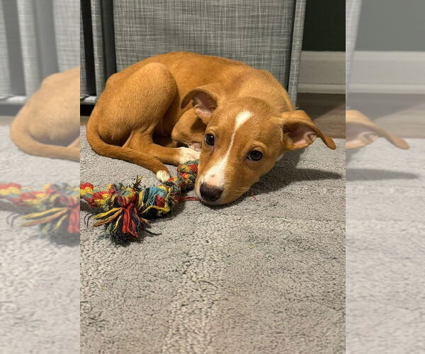 Medium Photo #4 Chihuahua-Unknown Mix Puppy For Sale in Evansville, IN, USA