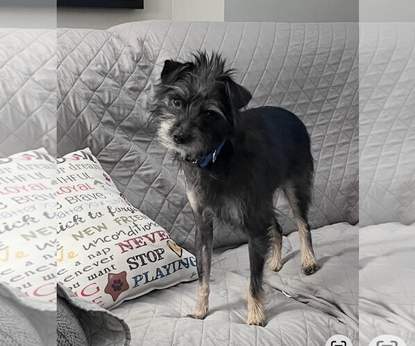 Medium Photo #7 Mutt Puppy For Sale in Pacolet, SC, USA