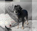 Small Photo #7 Mutt Puppy For Sale in Pacolet, SC, USA