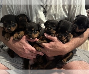 Rottweiler Puppy for sale in MARIANNA, FL, USA
