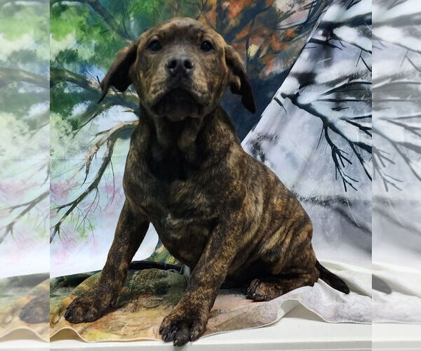 Medium Photo #4 Bulldog-Labrador Retriever Mix Puppy For Sale in Wetumpka, AL, USA