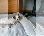 Small #1 Shih Tzu
