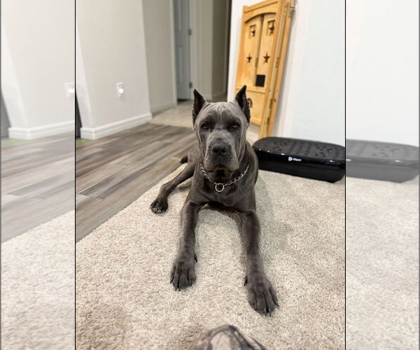 Medium Photo #4 Mutt Puppy For Sale in Goodyear, AZ, USA