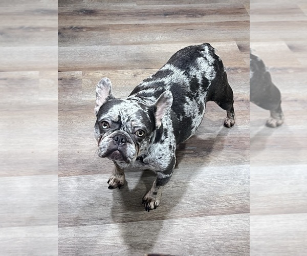 Medium Photo #1 French Bulldog Puppy For Sale in BELLE CHASSE, LA, USA
