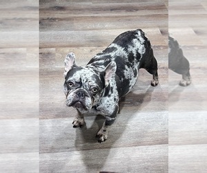 Mother of the French Bulldog puppies born on 03/19/2025