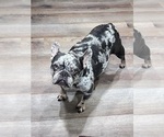 Small Photo #1 French Bulldog Puppy For Sale in BELLE CHASSE, LA, USA