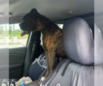 Small Photo #5 Boxer Puppy For Sale in  Katy, TX, USA