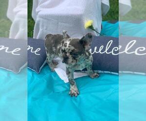 French Bulldog Puppy for sale in JACKSONVILLE, FL, USA